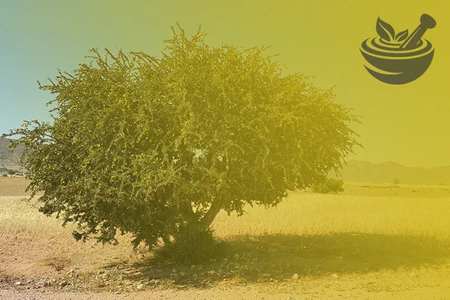 argan tree in moroccan semi-arid plain