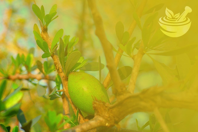 close-up of argan tree with fruit for prophetic blends article on dandruff