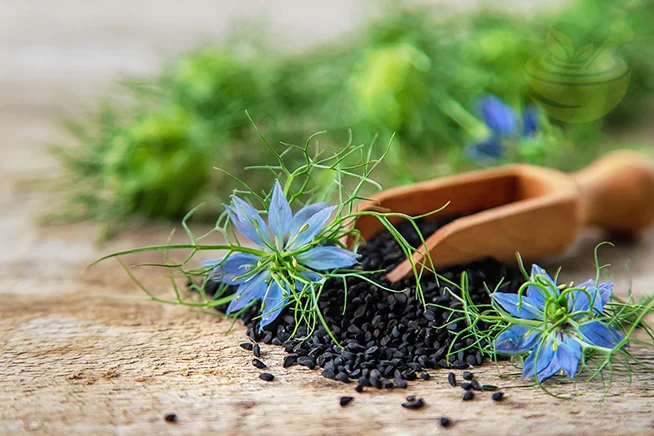 close-up of black cumin seeds and blossoms with soft background blur