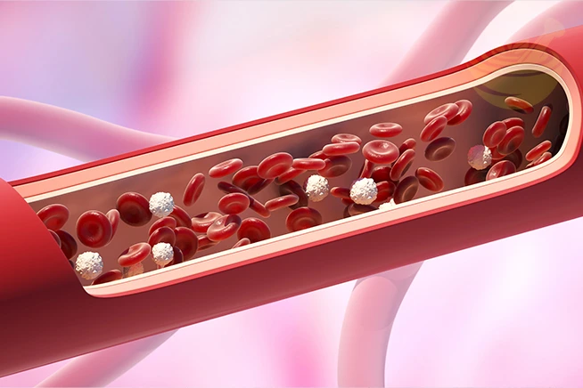 illustration of red and white blood cells in a blood vessel, symbolizing cardiovascular and cholesterol health