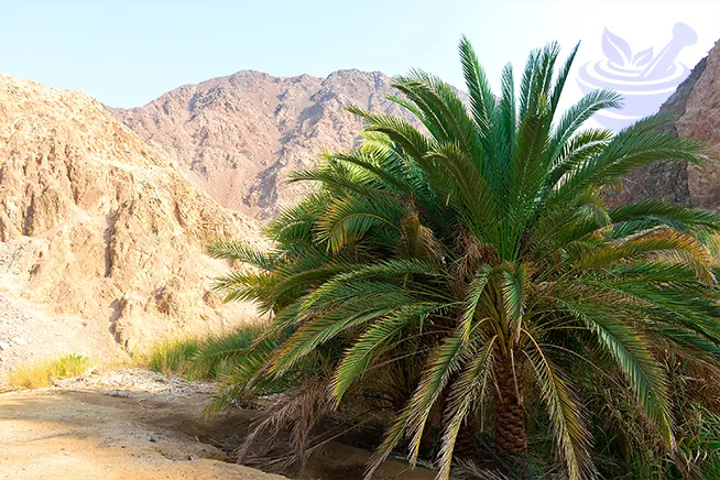 view of mountain oasis chebika and sahara desert with prophetic blends blog logo