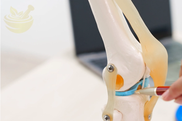 a doctor uses a knee joint model to demonstrate anatomy, diagnose conditions