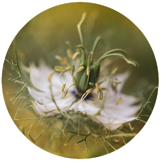 amazing white nigella sativa flower